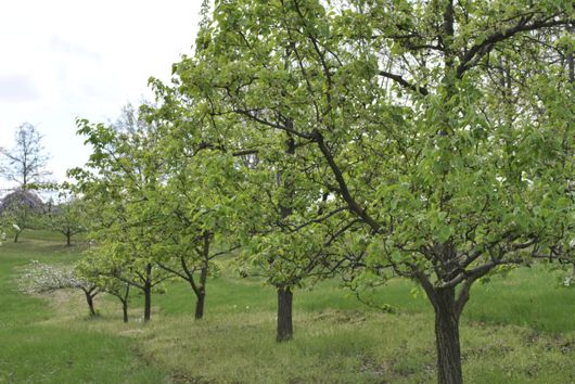 Fruit Trees Blooming and Not Blooming