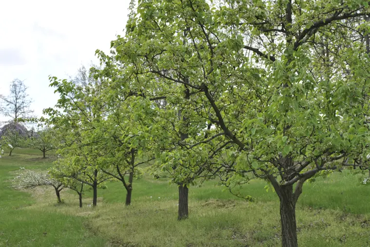 Fruit Trees Blooming and Not Blooming