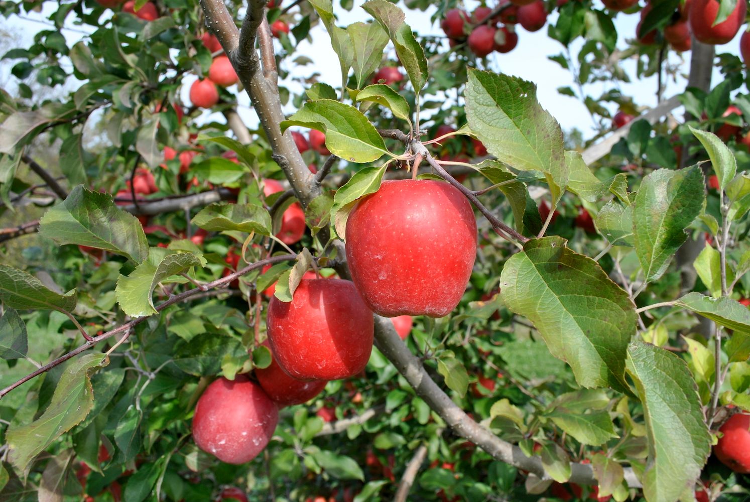 Honeycrisp Apple Tree For Sale - 4-5ft Bareroot Organic