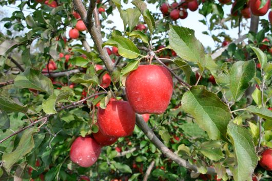 Red apples hanging from apple tree branches