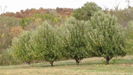 Healthy Lush Apple Trees but no Apples