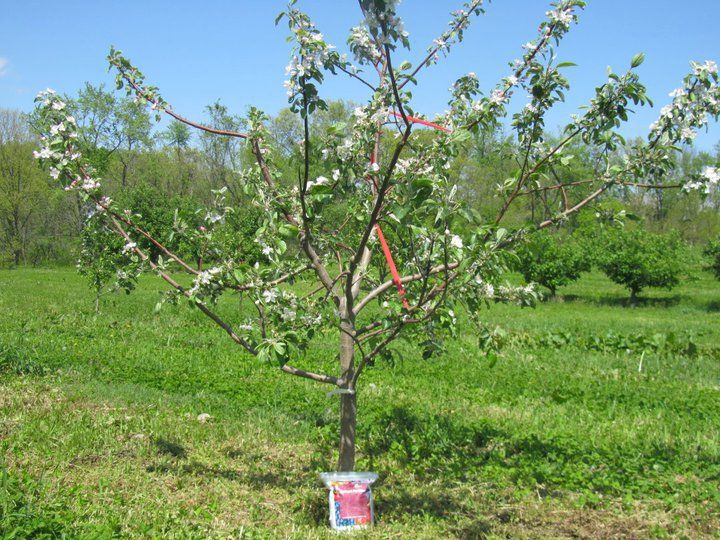3-4 Years (after planting) - Apple Tree