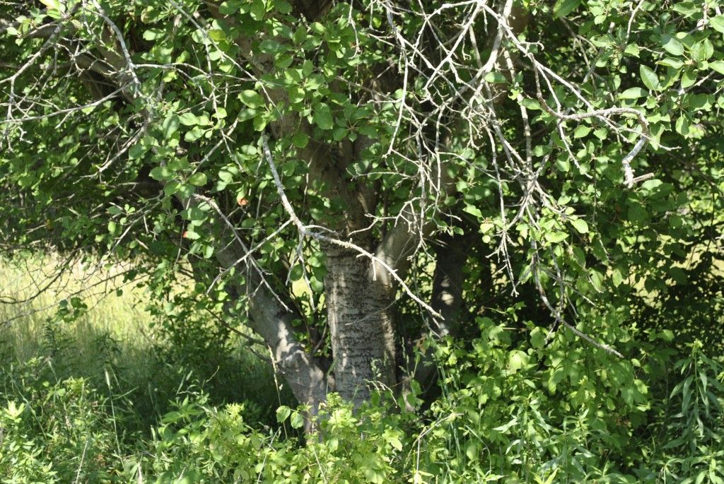 Old Overgrown Apple Tree