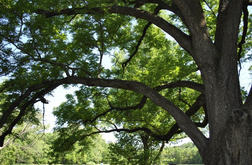 220 Year Old "Champion" Black Walnut