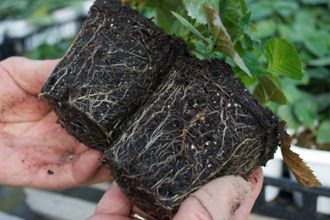 Blackberry Roots