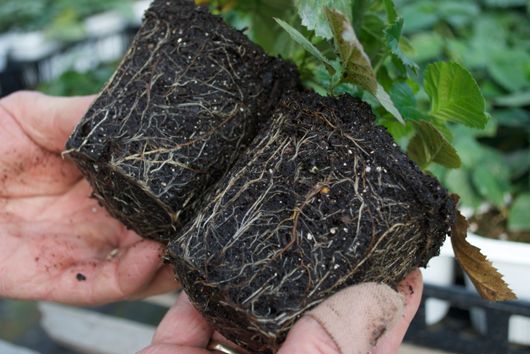 Blackberry Roots