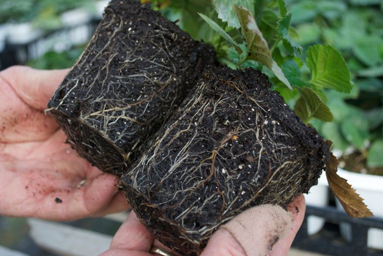 Blackberry Roots