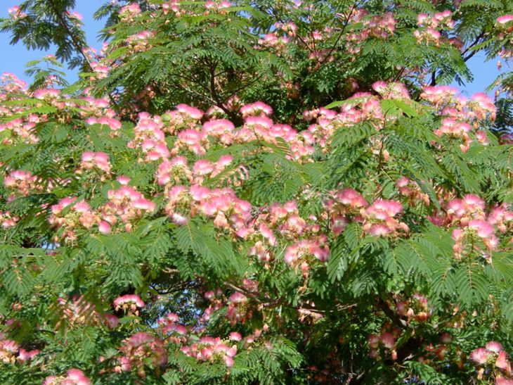 Mimosa Canopy