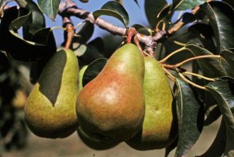 Mature Pears on Branch