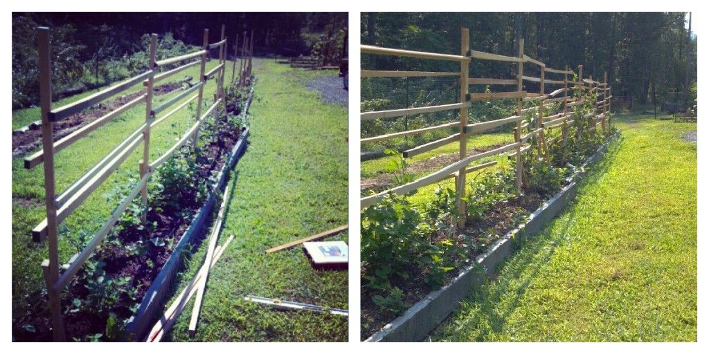 Homemade Trellis Homemade Berry Trellis