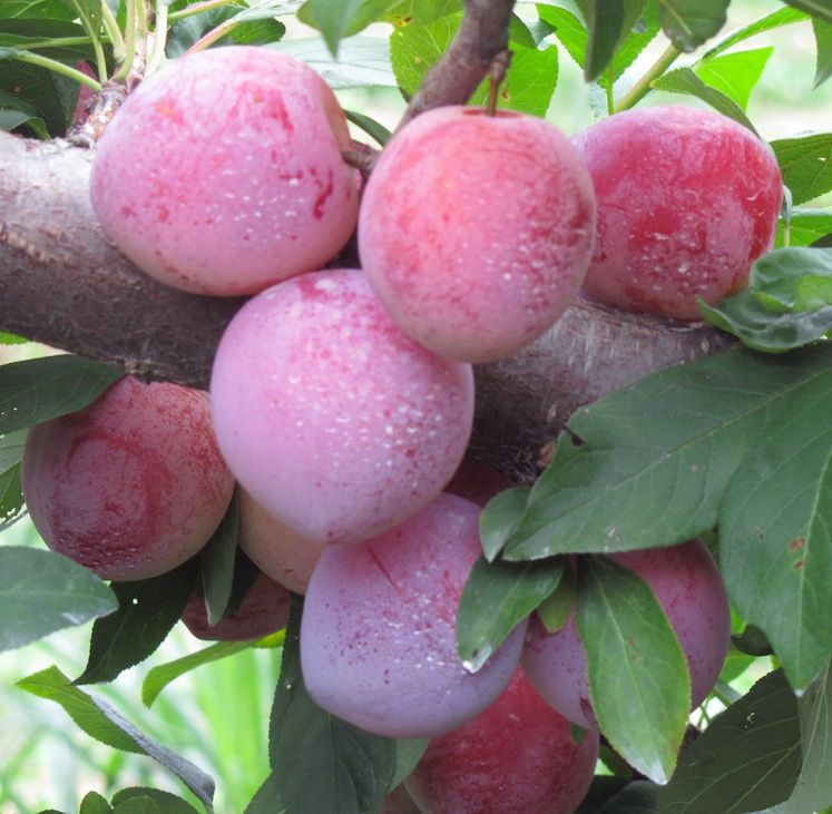 Plum Bumper Crop