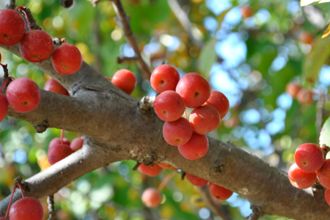 Crabapples on Tree