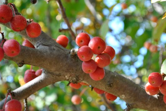 Crabapples on Tree