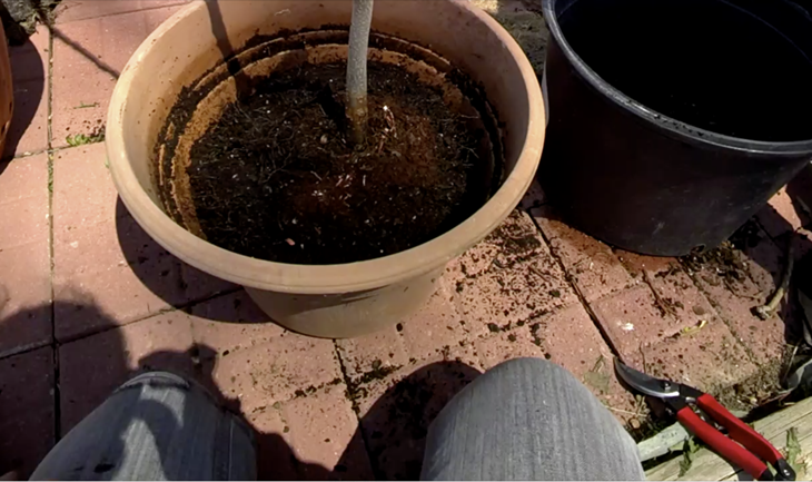 Repotting Persimmon Tree