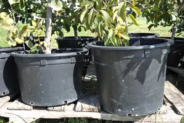 Potted Persimmon Trees in 7- to 10-gallon polystyrene containers