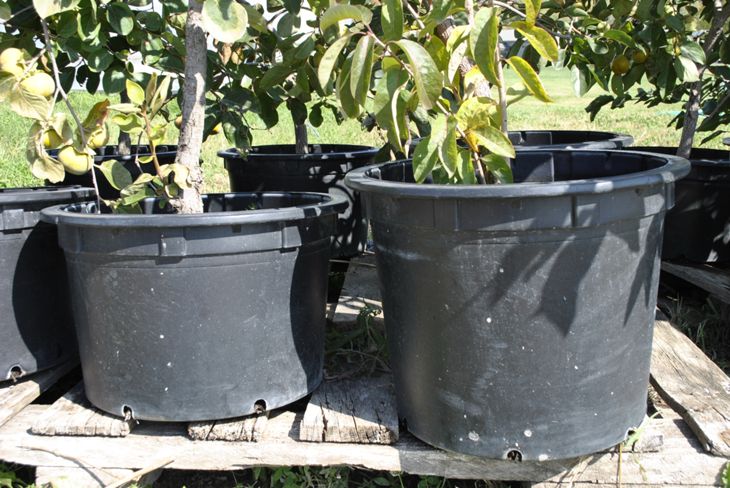 Potted Persimmon Trees in 7- to 10-gallon polystyrene containers