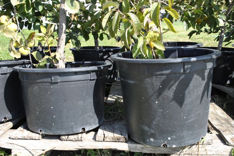 Read the full article Potted Persimmon Trees in 7- to 10-gallon polystyrene containers