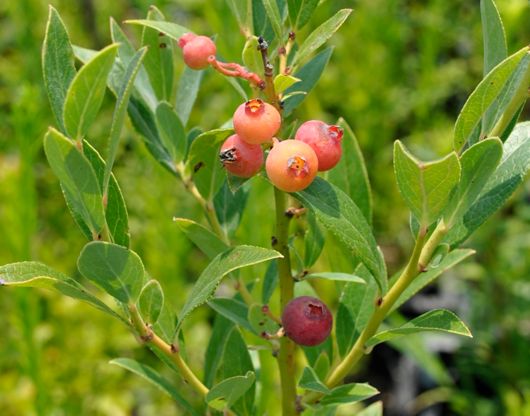 Pink Lemonade Bluberries