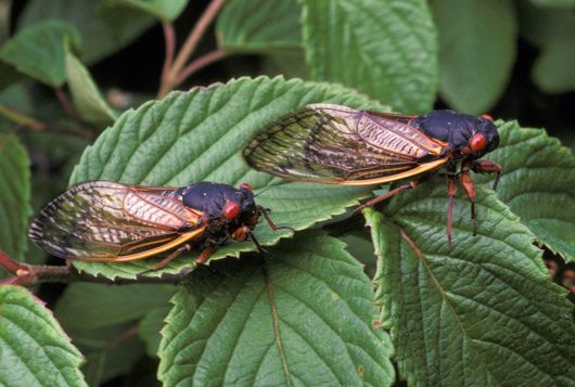 Eastern Cicada