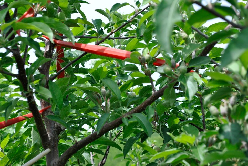 Limb Spreaders Used in an Apple Tree