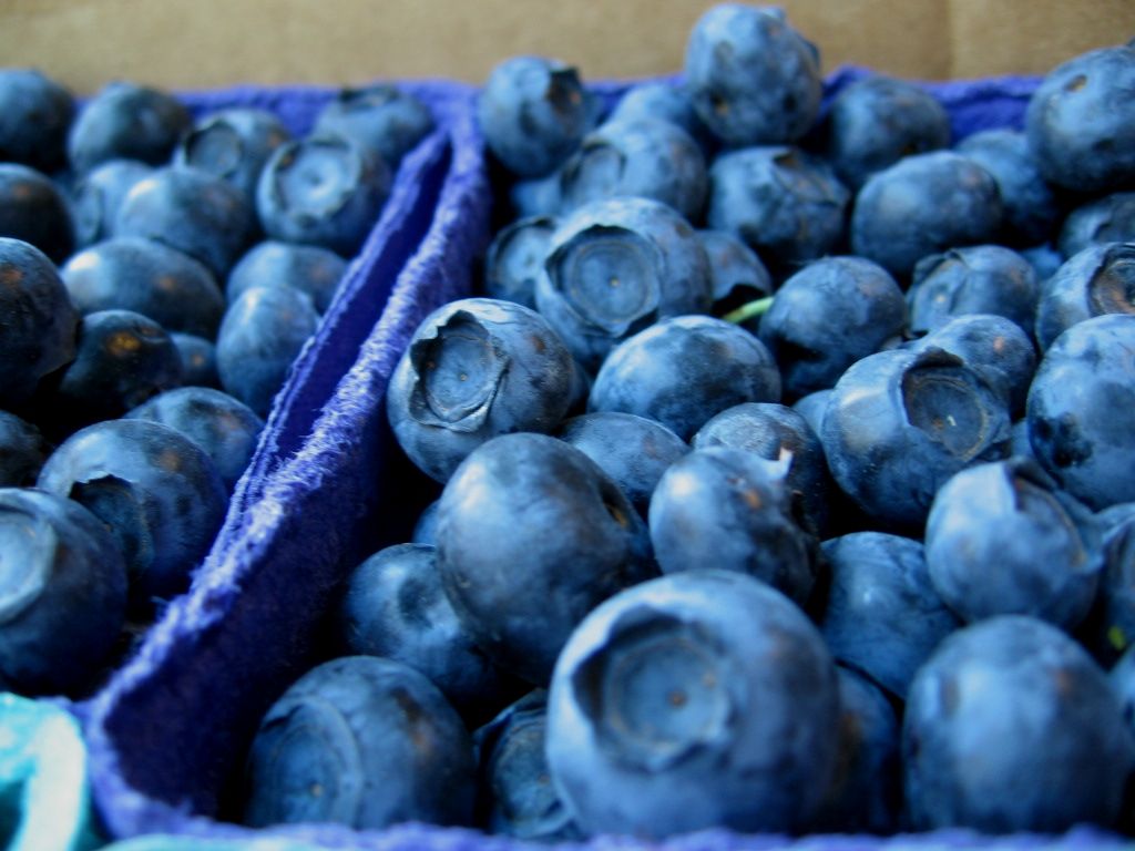 Blueberries Blu Kitchen Dish Cloths (Set of 3)