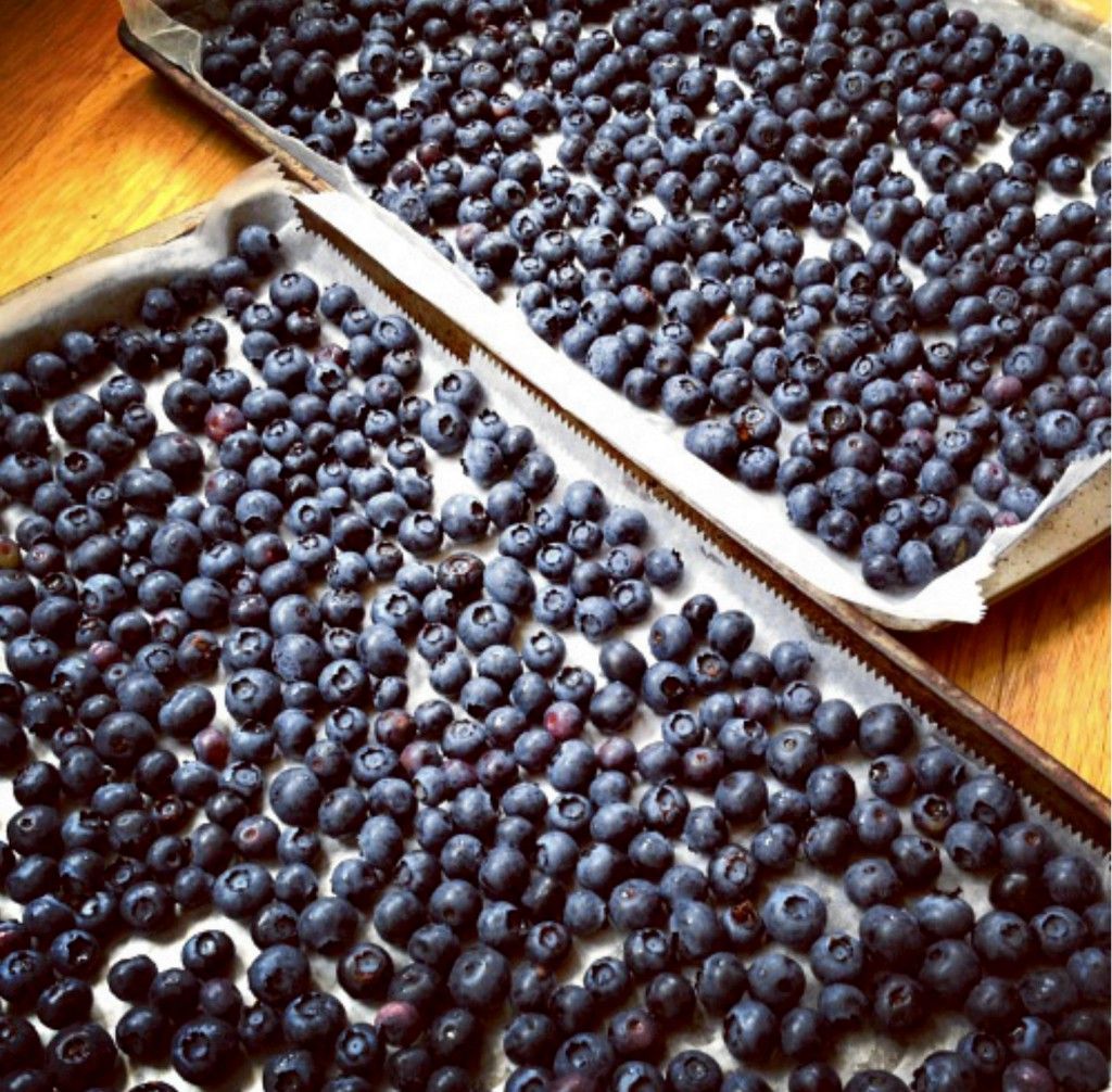 Blueberries on Cookie Sheets