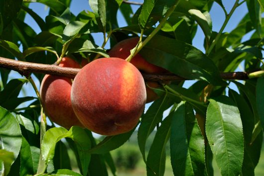 Ripe Early July Peach on the Tree