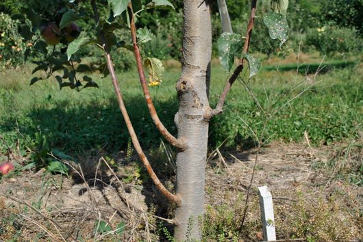 Apple Tree Watersprouts