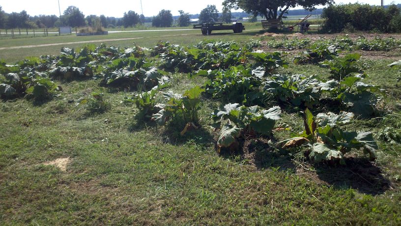 Jim T. Rhubarb Patch Jim T. Rhubarb Patch