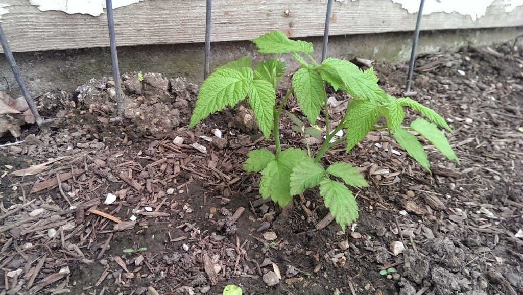 Raspberry Plants Sprouting