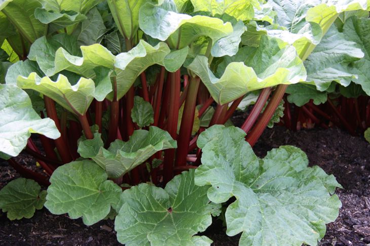 Rhubarb Plants via Shutterstock