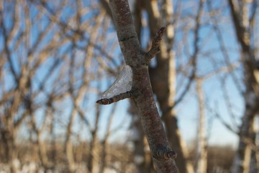 Ice on Crabapple Tree Dormant Bud