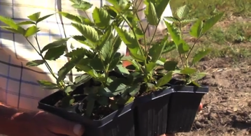 Read the full article Jumbo-6 pack of Blackberry Plants