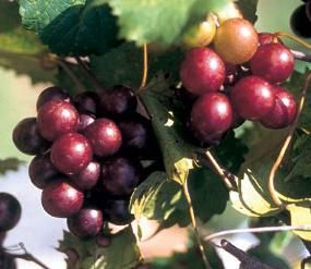 Muscadine Grapes on the Vine