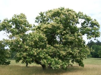 Healthy Chestnut Tree