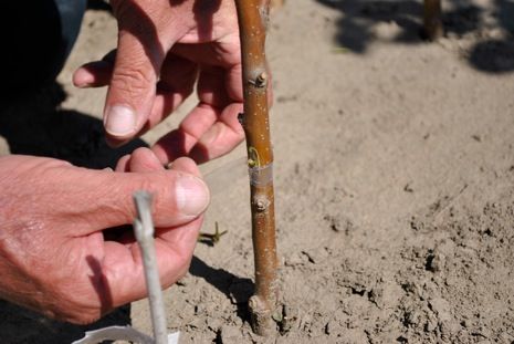 Wrapping Budded Apple Variety on Rootstock