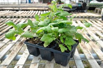 Loganberry Plants Growing in Greenhouse
