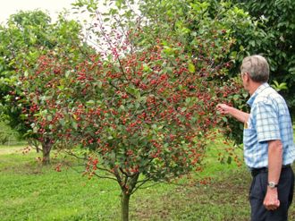 Elmer Next to Dwarf Pie Cherry Tree with Fruit