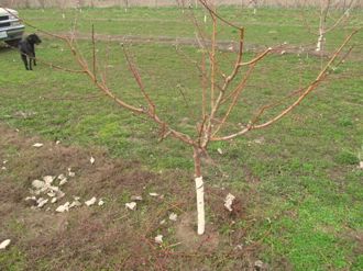 Peach Tree Pruned to Open Center