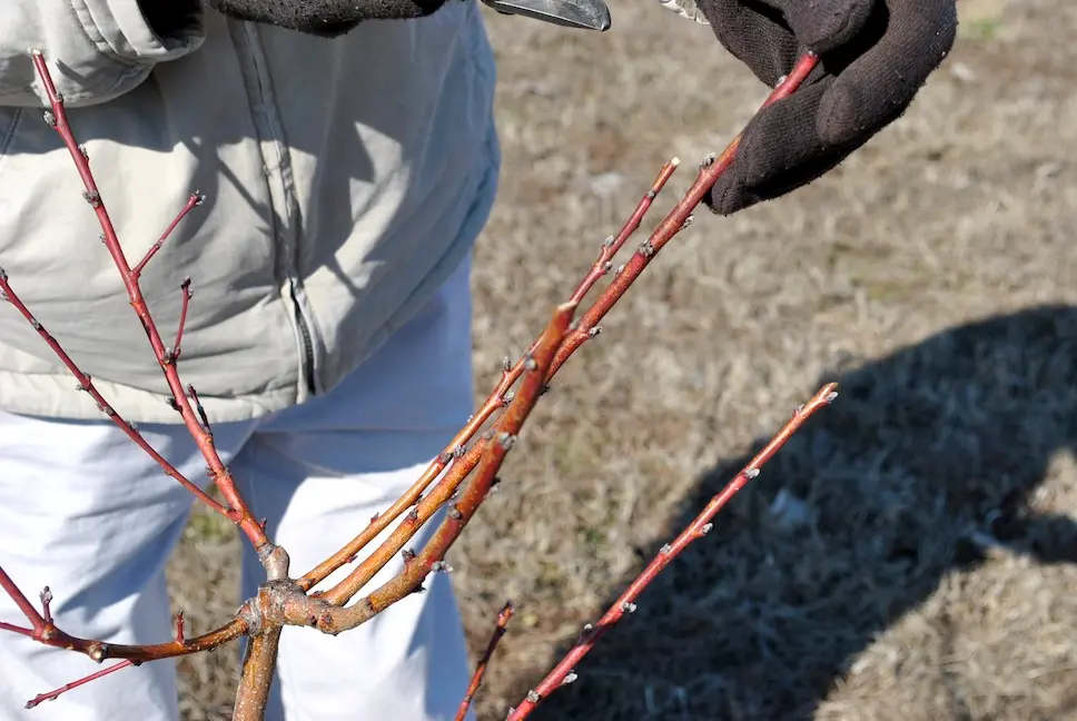 Pruning Open Center Peach Tree