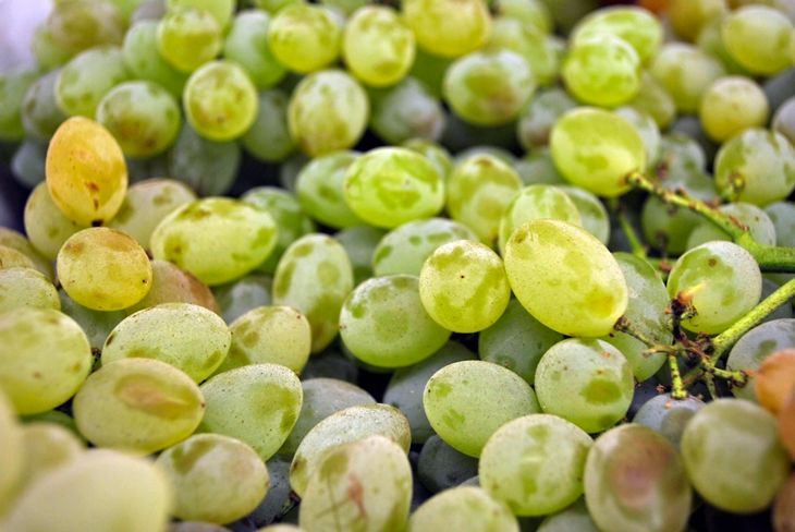 Seedless White Grapes