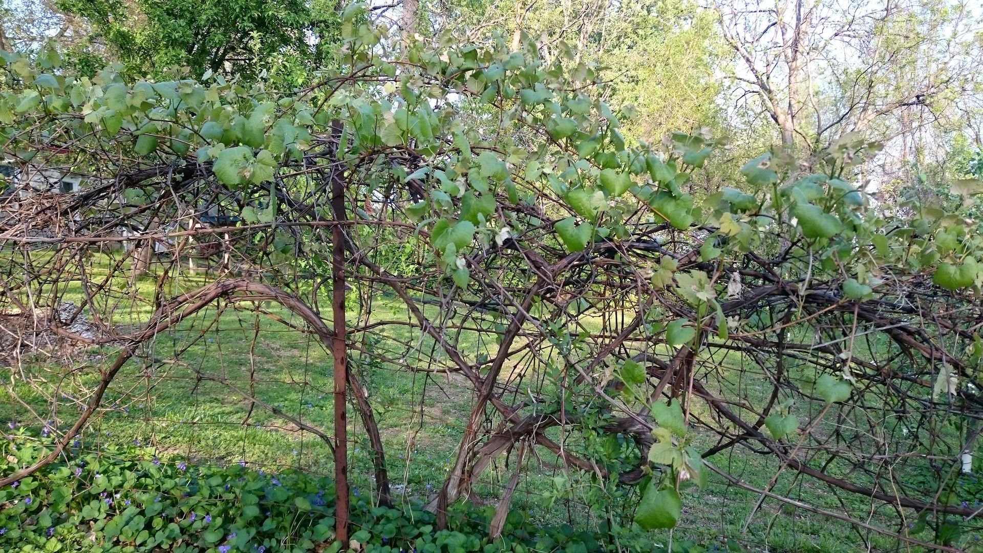 fruit trees