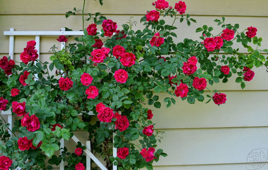 Red Climbing Roses