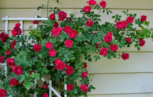 Red Climbing Roses