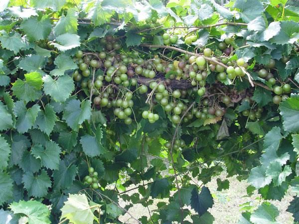 Triumph Muscadine Grapes