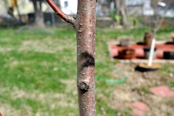 Read the full article Scratch Test Tree (Before)