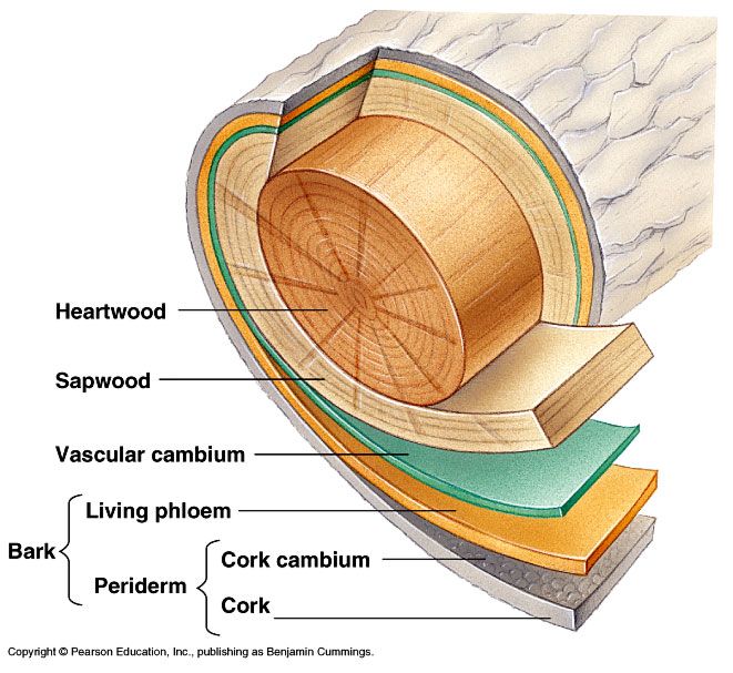 Tree Layers (Including Cambium)