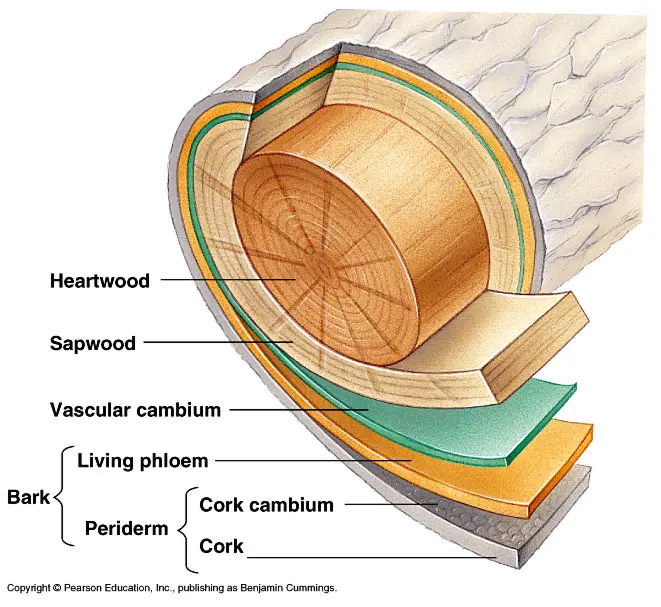 Tree Layers (Including Cambium) Tree Layers (Including Cambium)