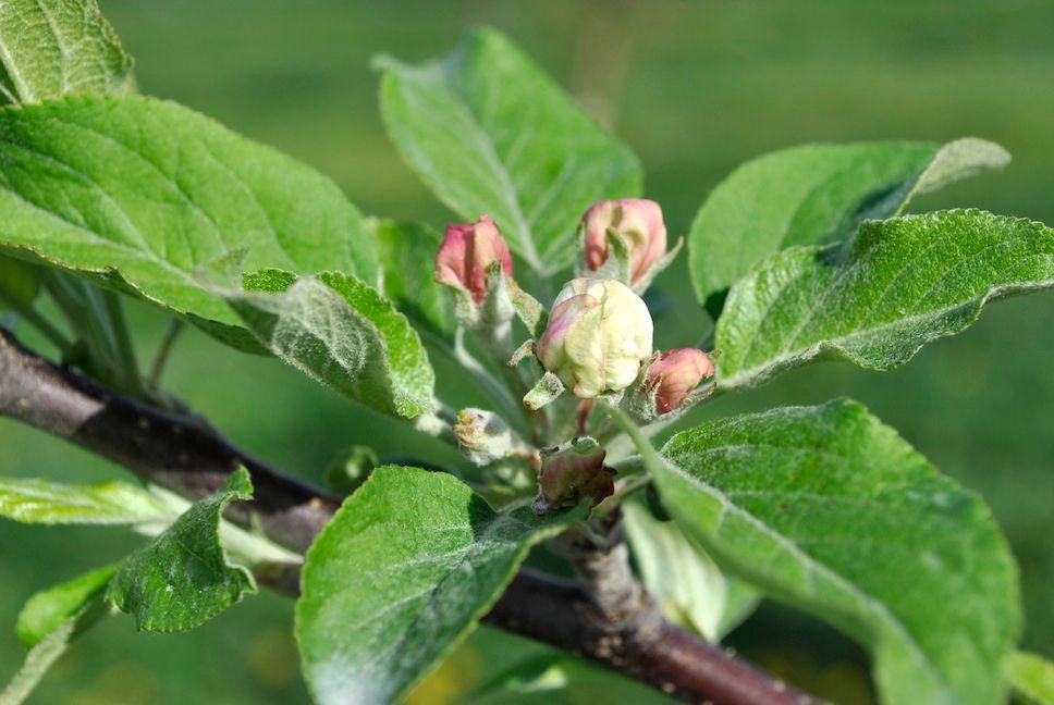 Apple King Bloom