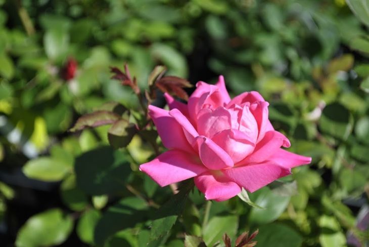 Pink DKO Rose